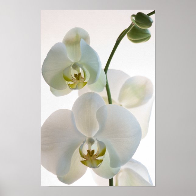 Poster Orchidées blanches (Devant)