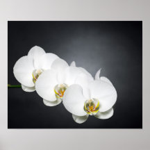 Orchidées blanches