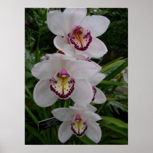 Poster Orchidées blanches Belles fleurs tropicales