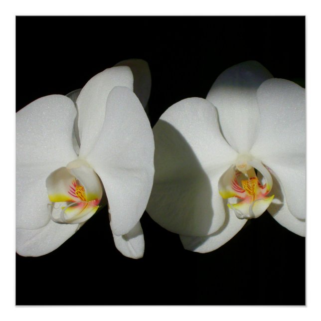 Poster Orchidées blanches élégantes, photo à fleurs tropi (Devant)