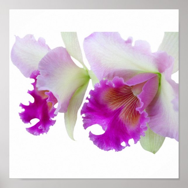 Poster Orchidées (Cattleya) (Devant)