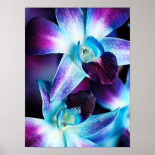 Poster Orchidées customisées par orchidée pourpre de