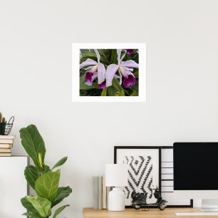 Poster Orchidées de cattleya violet Photographie florale