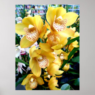 Poster Orchidées du Cymbidium jaune
