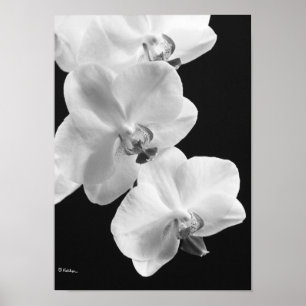 Poster Orchidées en noir et blanc
