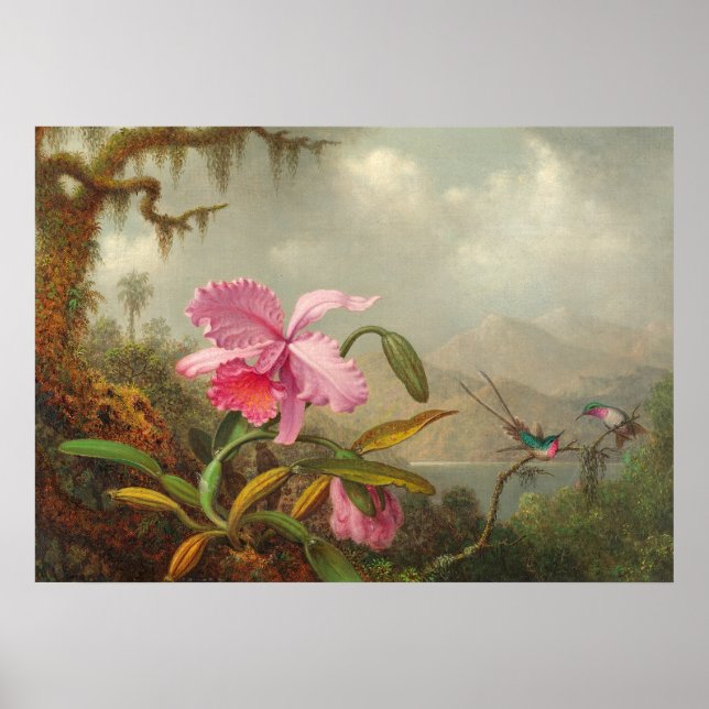 Poster Orchidées et colibri par Martin Johnson Heade P (Devant)
