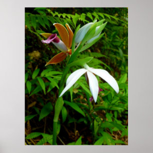 Poster Orchidées hawaïennes sauvages