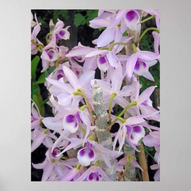 Poster Orchidées Honohono (Devant)