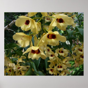 Poster Orchidées Jaunes et Maroon Élégant Floral