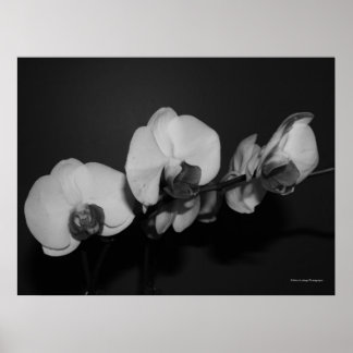 Poster orchidées noir et blanc