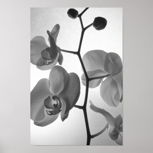 Poster Orchidées noires et blanches sur la tige (Devant)