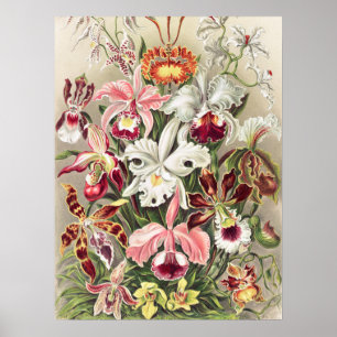 Poster Orchidées, Orchidée Denusblumen par Ernst Haeckel