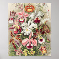 Orchidées, Orchidée Denusblumen par Ernst Haeckel