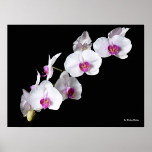 Poster Orchidées, par Sinisa Botas