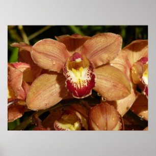 Poster Orchidées pêche avec des gouttes de pluie Floral