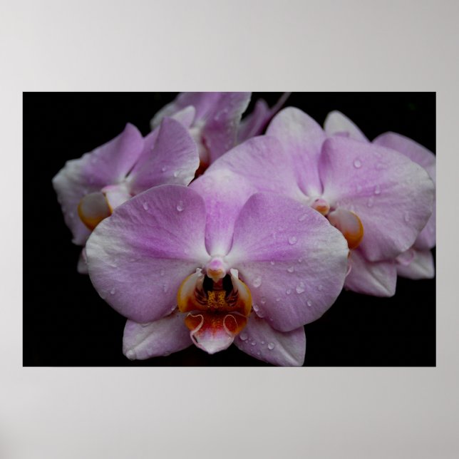 Poster Orchidées Phalaenopsis (Devant)