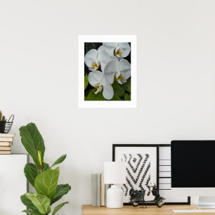 Poster Orchidées Phalaenopsis blanches Floral