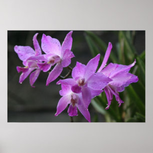 Poster Orchidées pourpres