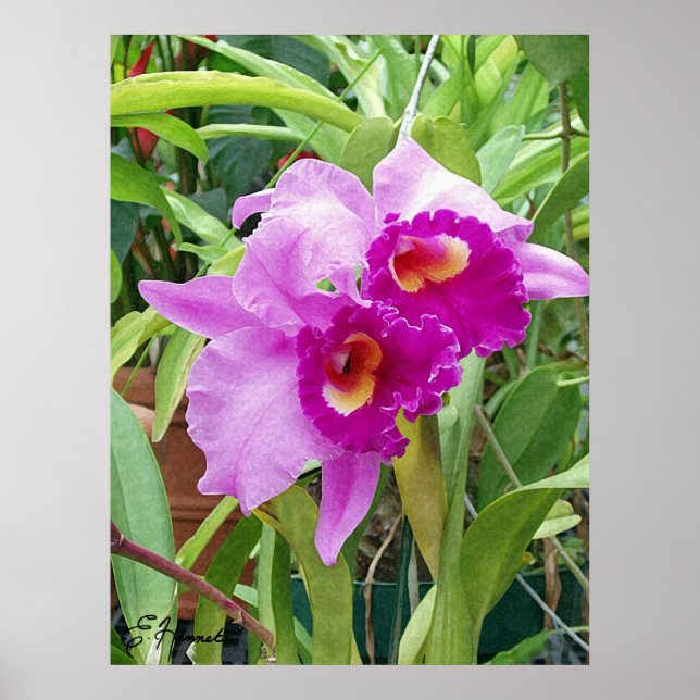 Poster Orchidées pourpres de Cattleya (Devant)