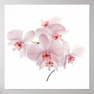 Poster Orchidées roses