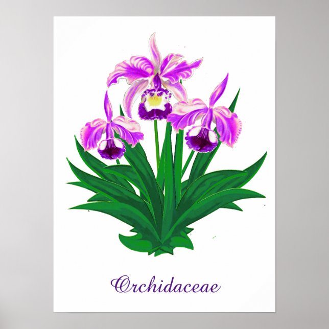 Poster Orchidées sauvages - Orchidées violettes et feuill (Devant)