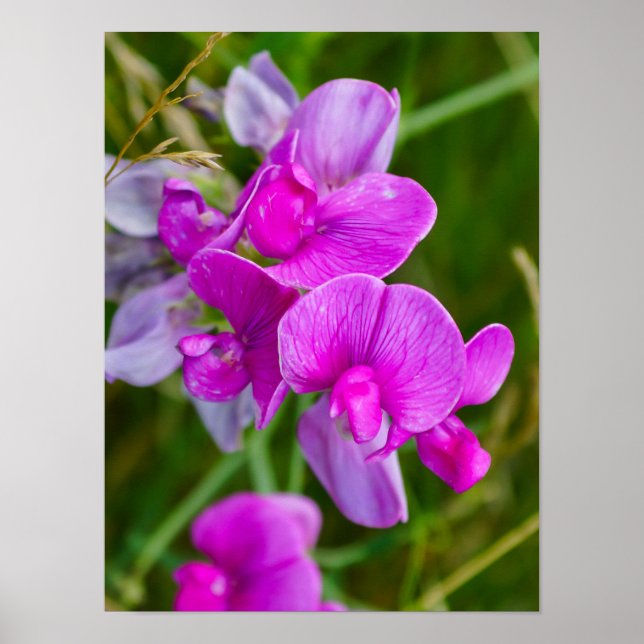 Poster Orchidées violettes (Devant)