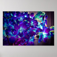 Orchidées violettes et bleues