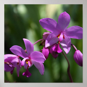 Poster Orchidées violettes sauvages sur l'affiche