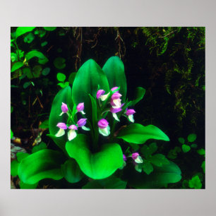Poster Orchis Fleur sauvage