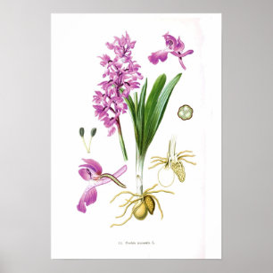 Poster Orchis mascula