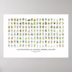 Poster Ordre naturel des Plantes - Toutes les illustratio