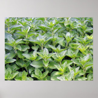 Poster Oregano parfumé