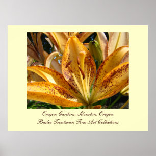 Poster Oregon Gardens Silverton Fleurs de Lily Dorées