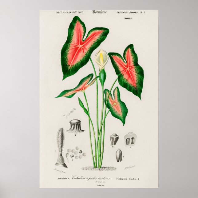 Poster Oreille éléphante (Caladium bicolor) (Devant)