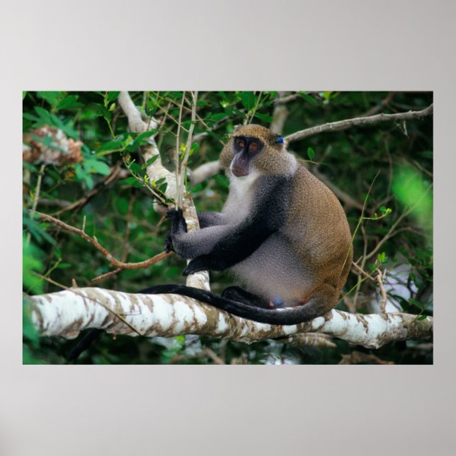 Poster Oreille marquée Samango singe (Devant)