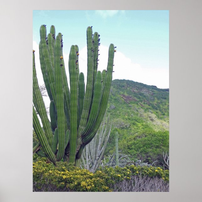 Poster Organe Cactus (Devant)