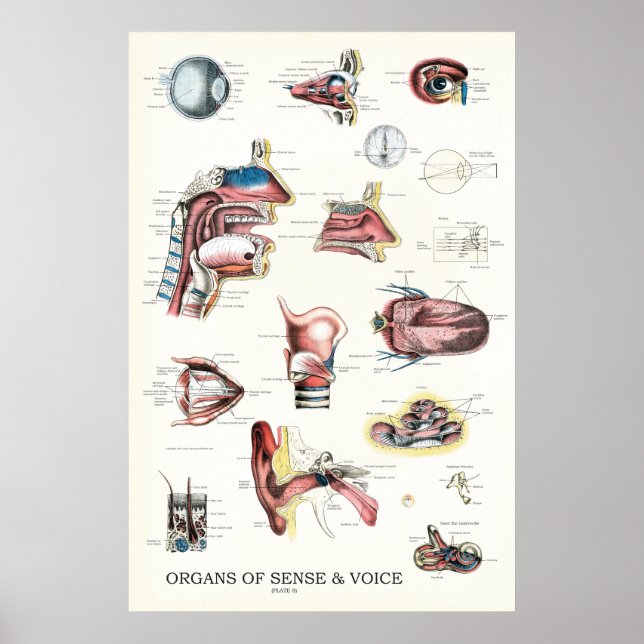 Poster Organes de l'Anatomie de la voix sensée Throat du  (Devant)