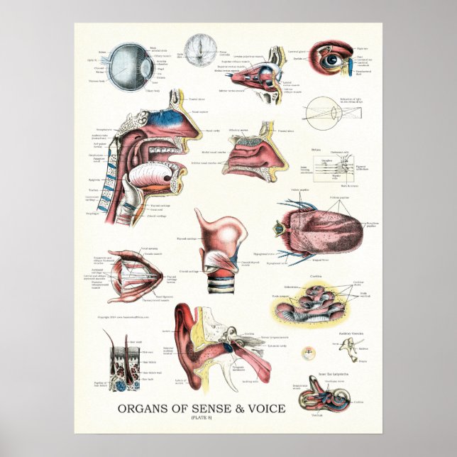Poster Organes de l'Anatomie de la voix sensée Throat du  (Devant)