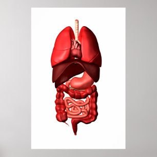 Poster Organes du respiratoire et des appareils digestifs