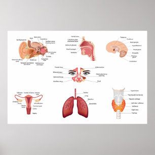 Poster Organes humains internes