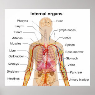 Poster Organes internes importants dans le diagramme de