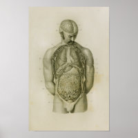 Organes internes Poumons Cerveau Anatomie Vintage 