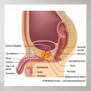 Poster Organes reproducteurs mâles sagittal, diagramme la