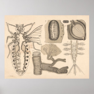 Poster Organes respiratoires des animaux inférieurs 1882