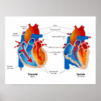 Organigramme Médicale du flux sanguin cardiaque