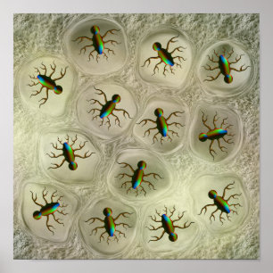 Poster Organismes microscopiques abstraits dans une matri
