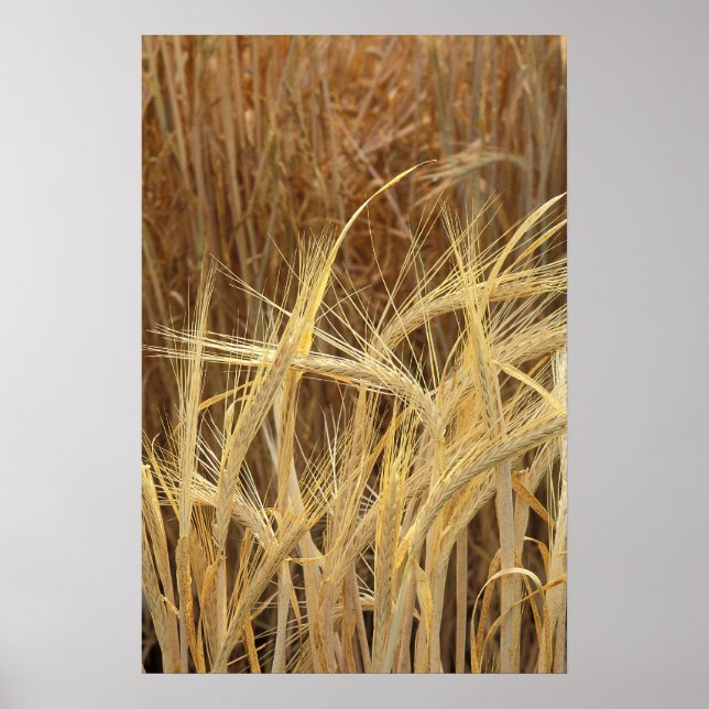 Poster Orge (Devant)