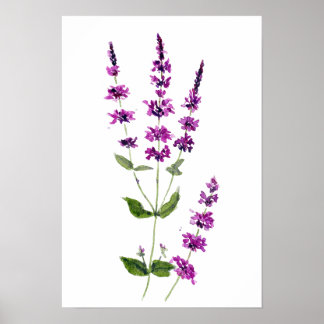 Poster original watercolor painting purple salvia flowers