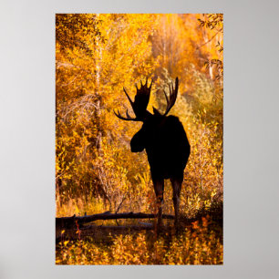 Poster Orignal (Alces Alces) mâle dans les saules dorés 2