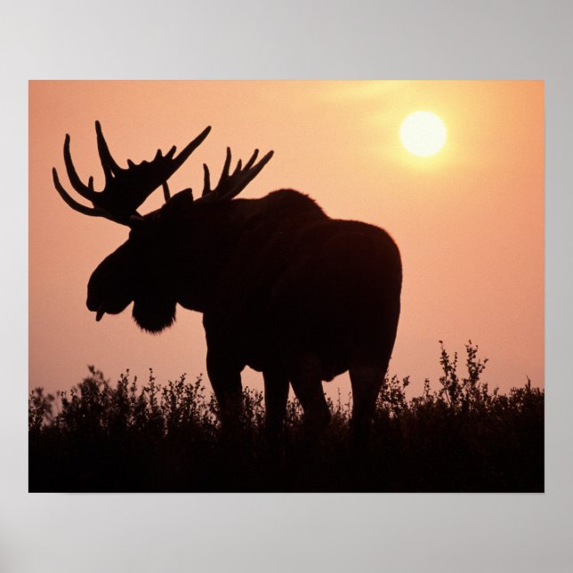 Poster orignal, Alces alces, taureau avec grands bois, (Devant)